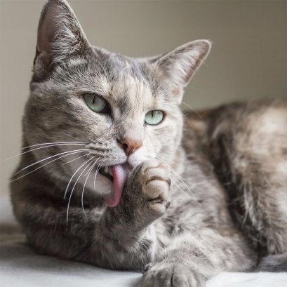 แมวไม่เลียขน บอกอะไรกับเรา?