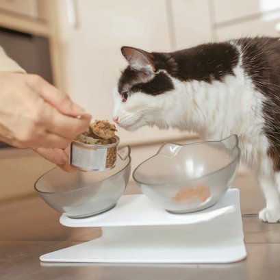 ทำไมแมวถึงชอบให้เทอาหารใหม่