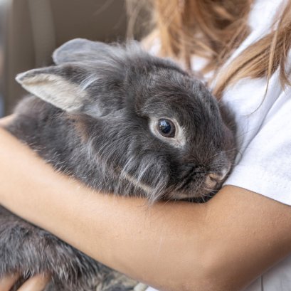 ของเล่นและอาหารเสริมที่ช่วยให้กระต่ายไม่เบื่อ