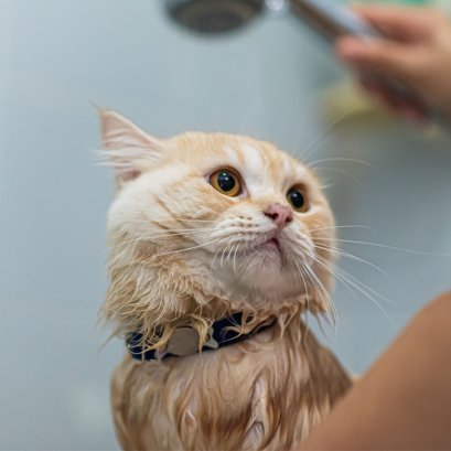 Grooming Tips to Protect Pets During the Rainy Season