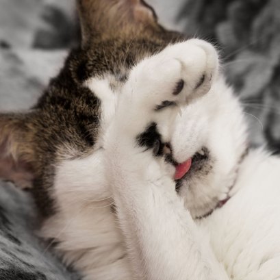 ทำไมสัตว์เลี้ยงถึงตด? ปกติหรือปัญหาสุขภาพ