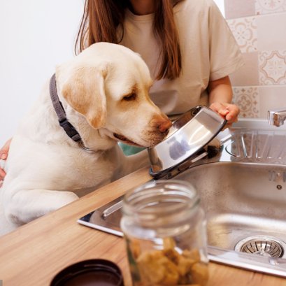 โภชนาการที่เหมาะสมสำหรับสุนัขสูงวัย