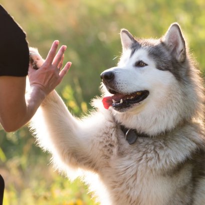 การดูแลเชิงป้องกันสำหรับสัตว์เลี้ยง เทรนด์สุขภาพมาแรง