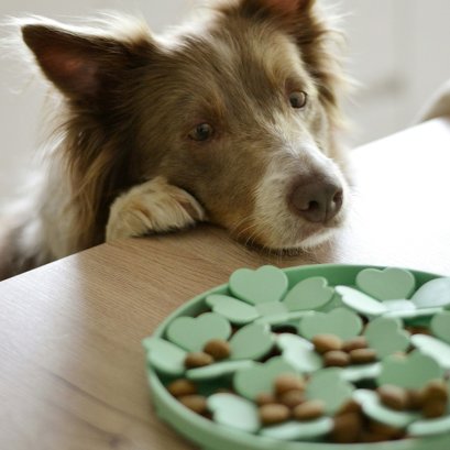 ให้อาหารสุนัขวันละกี่มื้อ