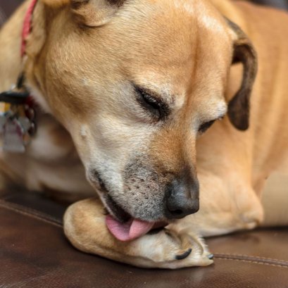 ทำไมหมาชอบเลียเท้า