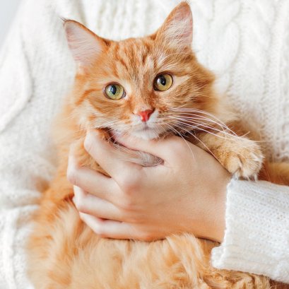 โรคผิวหนังในแมวแต่ละพันธุ์