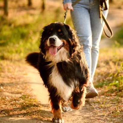 A Good Routine Reduces Pet Stress More Than You Think