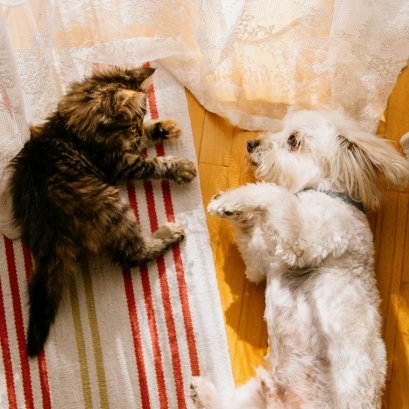 มือใหม่เลี้ยงสัตว์ ซื้ออะไรให้ลูกดี