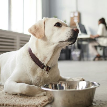 เทรนด์อาหารสัตว์เลี้ยงปี 2025