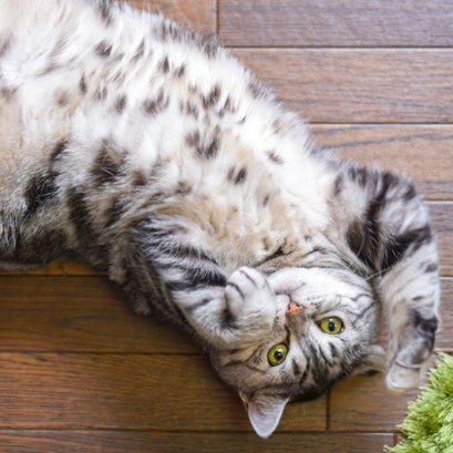 Gut Health Is the Foundation of Pet Immunity