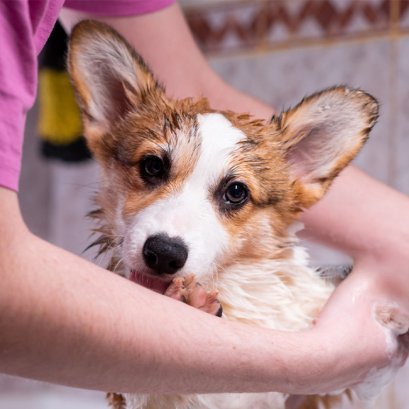 PETClub อาบน้ำตัดขนด้วยผลิตภัณฑ์เฉพาะ ดูแลผิวสัตว์เลี้ยงอย่างมืออาชีพ