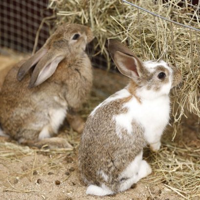 Hay Is Not Just Food but a Life System for Rabbits