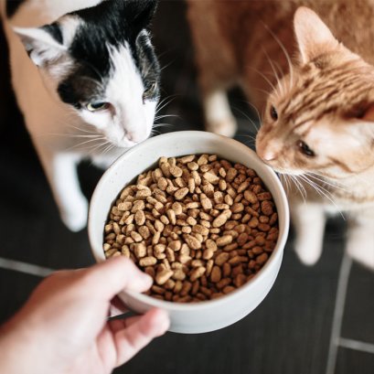 Which Cat Food Is Better? Wet and Dry Compared