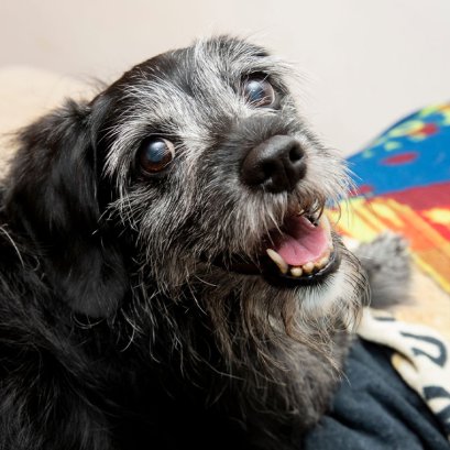 7 วิธีเช็กว่าสุนัขกำลังสูญเสียการมองเห็น