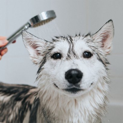 Grooming ไม่ใช่แค่ความสะอาด แต่คือ Preventive Care