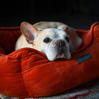 เคล็ดลับการดูแลทั้งร่างกายและจิตใจให้น้องหมาสูงวัย