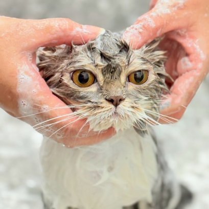 อาบน้ำแมวที่PETClub