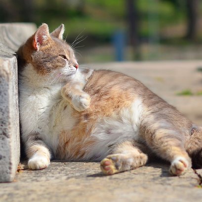 แมวท้องอาบน้ำได้มั้ย