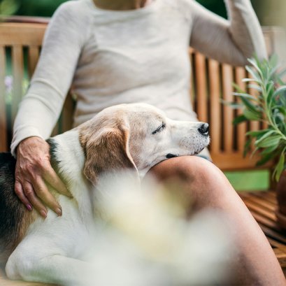 สัญญาณเตือนว่าน้องหมากำลังก้าวสู่วัยชรา