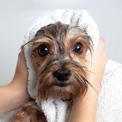 อาบน้ำให้สัตว์เลี้ยงบ่อยแค่ไหนดี?