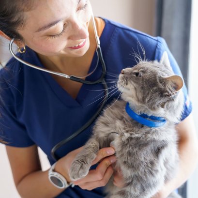 สัญญาณเล็กๆ ที่สัตวแพทย์ไม่อยากให้คุณมองข้าม