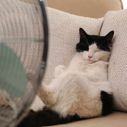 แมวระบายความร้อนอย่างไร