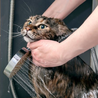 รอบอาบน้ำที่เหมาะกับผิวสัตว์เลี้ยงแต่ละประเภทควรเป็นอย่างไร