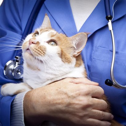 ตรวจสุขภาพแมวประจำปี