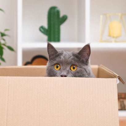 ทำไมแมวถึงชอบนอนบนกล่อง