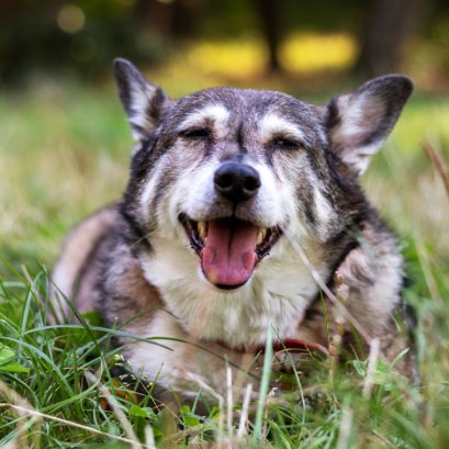 วิธีดูแลฟันสุนัขสูงวัยให้สะอาด