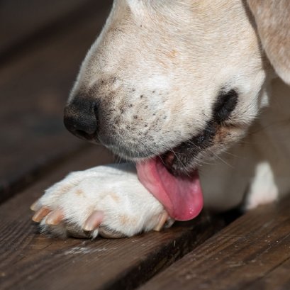 กลิ่นเท้าหมาเหมือนป๊อปคอร์น