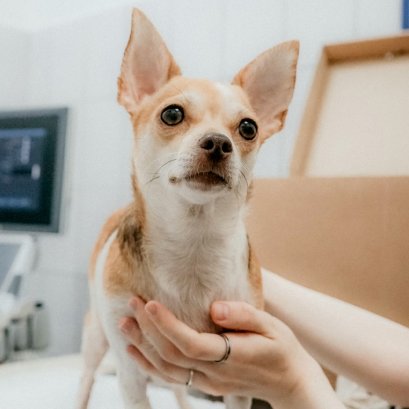 โรคกระเพาะบิดในสุนัข (GDV) อันตรายที่ต้องรู้