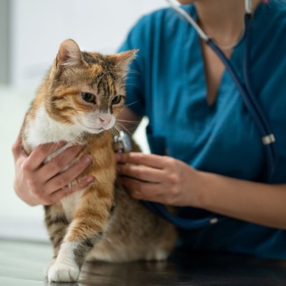 โรคยอดฮิตในแมวที่ควรระวัง วิธีป้องกันสุขภาพแมว