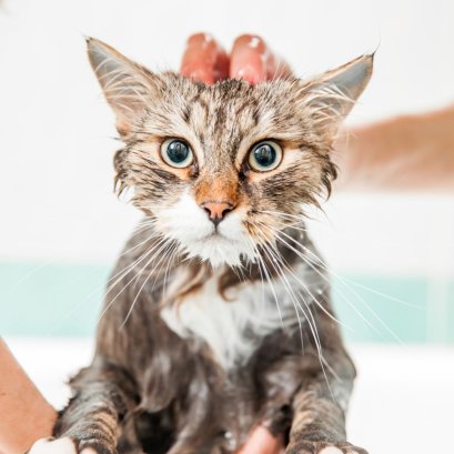 วิธีอาบน้ำแมวอย่างถูกต้อง ปลอดภัย ไม่ให้เครียด