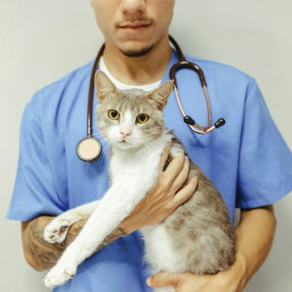 ทำหมันแมวที่PETClub