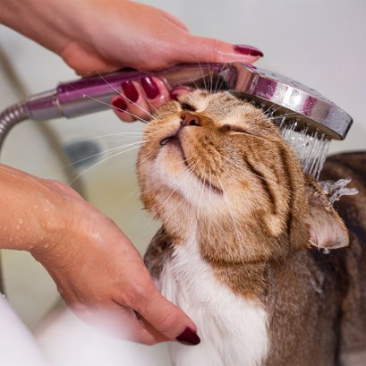 วิธีอาบน้ำแมว