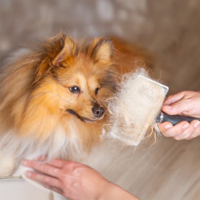  รู้จักสาเหตุหลักของอาการขนร่วงในสัตว์เลี้ยง