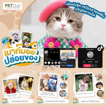  EP.11 น้องมังคุด เหมียวสายแฟชั่น ขวัญใจชาวเน็ต น้องแมวพันธุ์สกอตติชโฟลด์