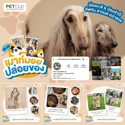 EP.20 น้องมะลิ & น้องจำปี อัฟกัน ฮาวนด์ หน้าสวย