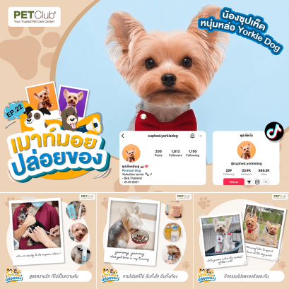 EP.22 น้องซุปเห็ด หนุ่มหล่อ Yorkie Dog