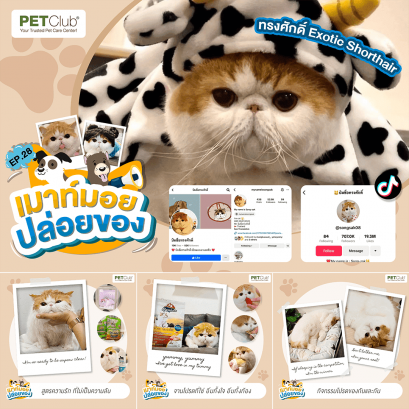 EP.28 ทรงศักดิ์ Exotic Shorthair