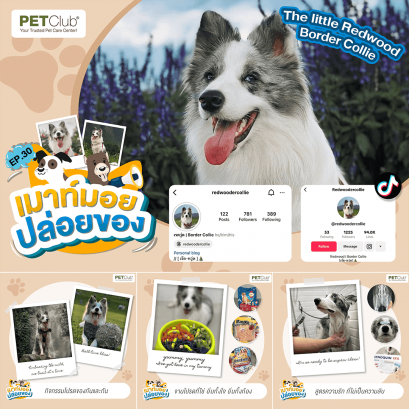 EP.30 The little Redwood Border Collie