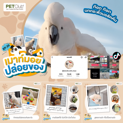 EP.35 ก๊อก ก๊อก นกกระตั้วมอลัคคั่น