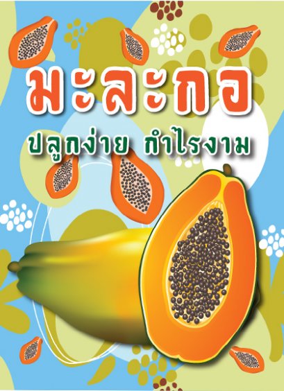 มะละกอ ปลูกง่าย กำไรงาม