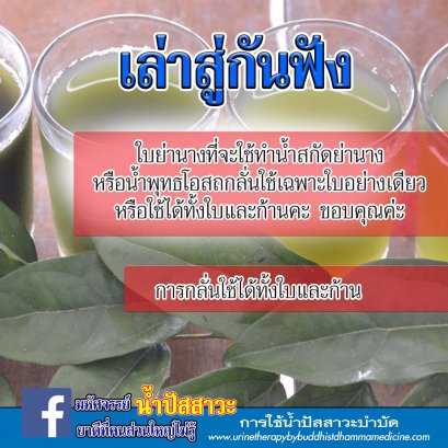 การใช้ใบย่านาง?