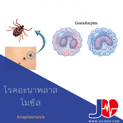 Anaplasmosis 