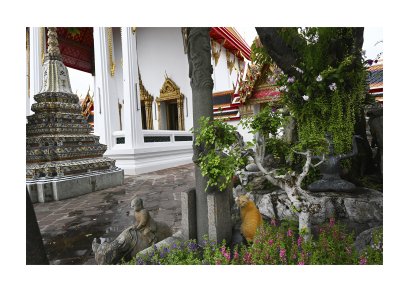 บ้านส้ม (Home of the Orange Cat)