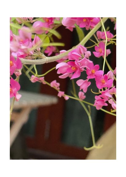 พวงชมพูในความทรงจำ (A Flower in Memory)