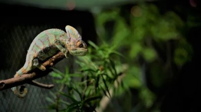 วิทยาศาสตร์เบื้องหลังการเปลี่ยนสีในกิ้งก่า: มุมมองจากกล้องจุลทรรศน์อิเล็กตรอนแบบสแกนปล่อยสนาม (FE-SEM) ของ CIQTEK