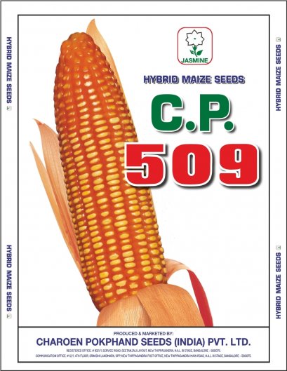 Hybrid Maize C.P. 509